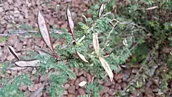 Burst seed pods on branch of C. californica.