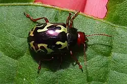 Calligrapha violaceomaculata, Costa Rica