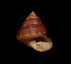 Rare purple beaded specimen of Calliostoma supragranosum found subtidally in Southern California.