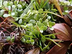 Small leafy green plants emerging from dead brown plants