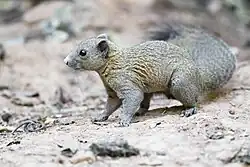 Gray squirrel