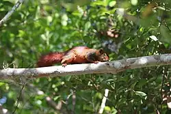 C. f. cinnamomeus in Khao Soi Dao, Thailand