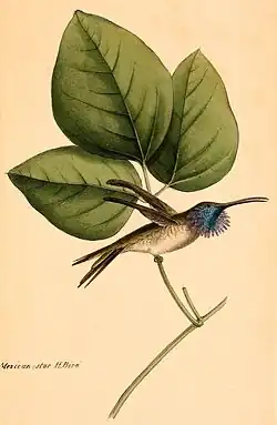 Painting of a male with flared gorget feathers by William Swainson (1789–1855)