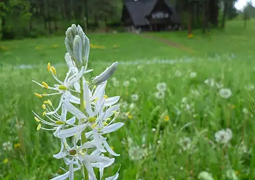 C. quamash at Leavenworth Ski Hill, Chelan County, Washington