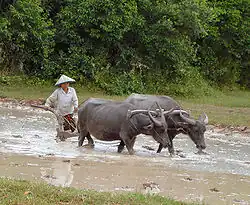 Image 53Water buffalos in the paddy fields (from Agriculture in Cambodia)