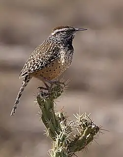 Cactus wren