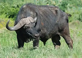 Cape Buffalo