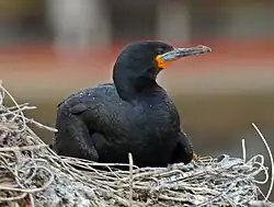 Nesting in Cape Town, South Africa