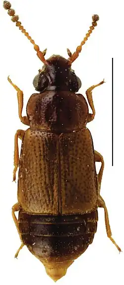 Carcinocephalus_szujeckii