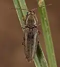 Cardiophorus convexus, Georgia, USA