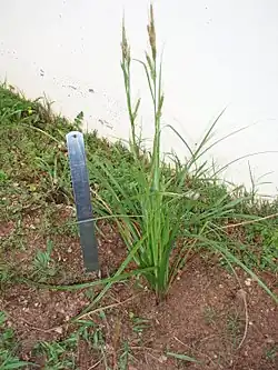 Bermuda sedge (Carex bermudiana)