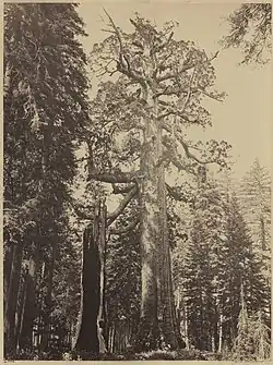 Grizzly Giant, Mariposa Grove, albumen print by Carleton Watkins, 1866.