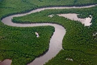 Image 16Caroni Swamp, Trinidad (from Biota of Trinidad and Tobago)