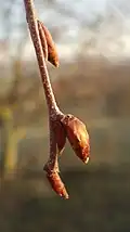 Leaf bud