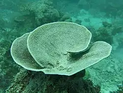 "Carteriospongia cf. foliascens" at Baa Atoll in the Maldives