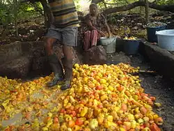 Cashew apples being squashed in Chorao, Goa, to be used in the preparation of feni