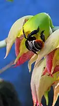 Male Eulaema niveofasciata pollinating male flower