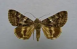 Catocala separata
