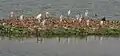 Cattle egrets (Bubulcus ibis)