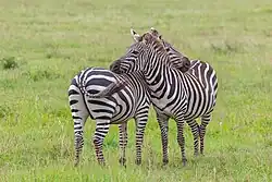 A pair of Plains zebra facing each other and rubbing heads on the others body