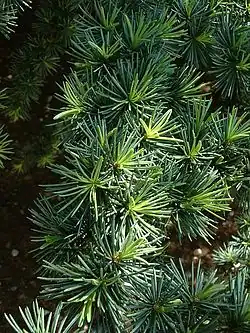 Foliage of Atlas cedar
