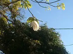 Dehisced fruit having shed shrivelled valves