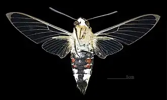 Ventral female (coll. MHNT)