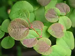 Cercidiphyllum japonicum leaves