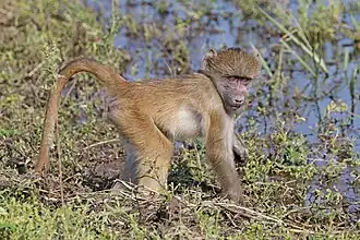 Juvenile P. u. griseipes Chobe