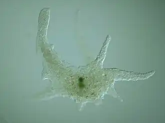 Naked amoeba, Chaos sp.