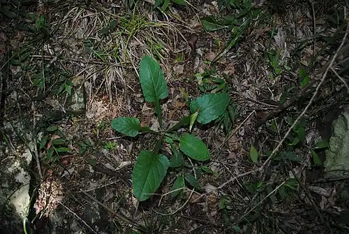 Chaptalia nutans rosette