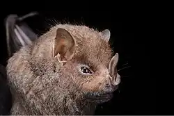 Brown bat