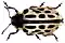 Chrysomela vigintipunctata