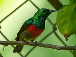 sunbird with green upperparts, black wings, red belly, and whitish underparts