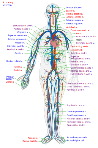 Circulatory System en