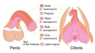 Homology of the male and female bulbs