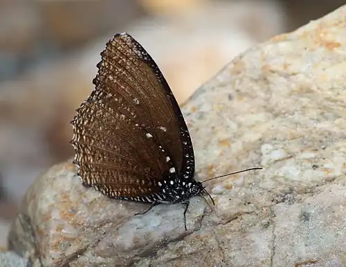 Ventral view