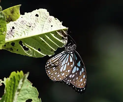 Ventral view