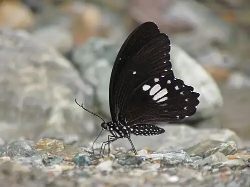 Ventral view