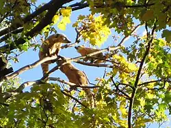 South American coati