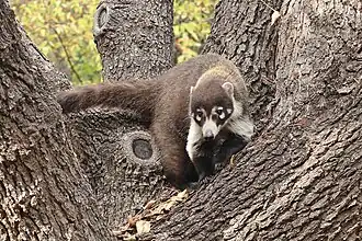 Coatimundi in a tree.