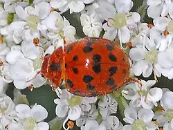 Imago on Apiaceae