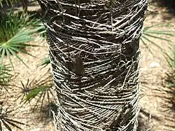 Coccothrinax scoparia leaf sheaths