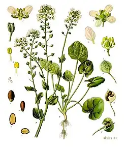19th century illustration of Cochlearia officinalis