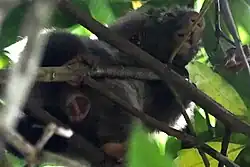 Black porcupine