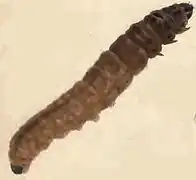 Larva