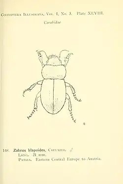 Z. spinipes from Coleoptera Illustrata