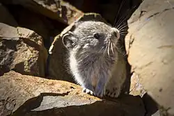 A pika looking to its side