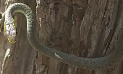 Image 43Common Tree Snake (from Australian snake habitats)