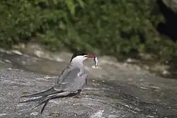 A common tern on Eastern Egg Rock